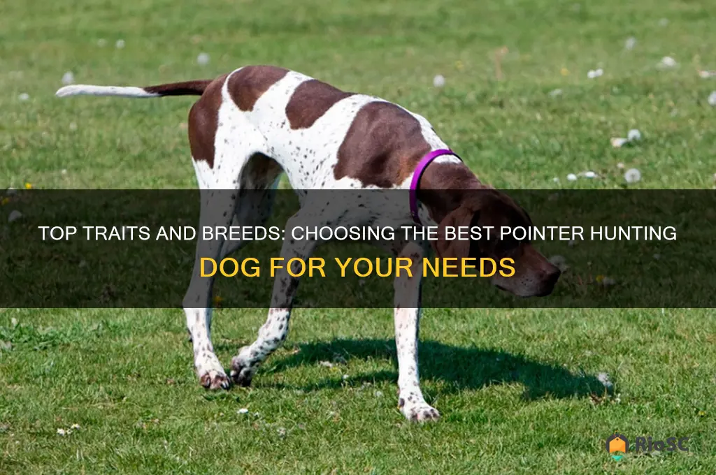 what is the best pointer hunting dog