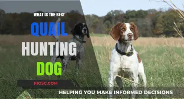 Top Breeds and Traits: Choosing the Best Quail Hunting Dog for Your Next Adventure