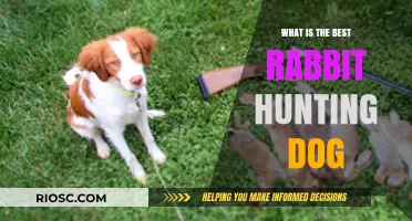 Top Breeds for Rabbit Hunting: Finding the Perfect Canine Companion for the Field