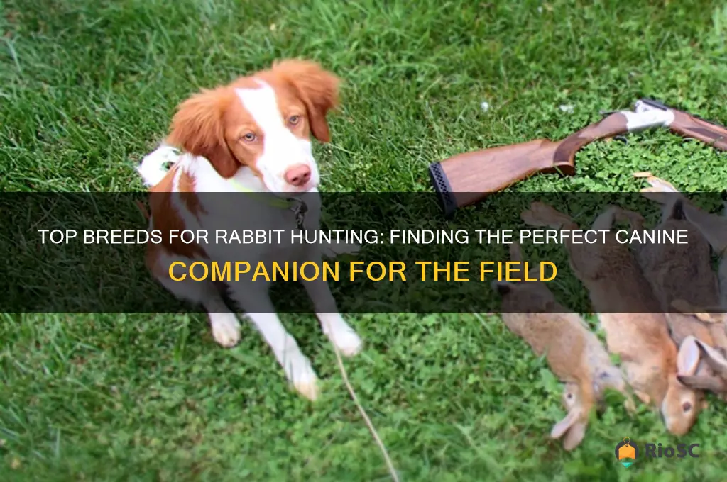 what is the best rabbit hunting dog