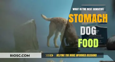 Gentle on the Tummy: Top Picks for Sensitive Stomach Dog Food