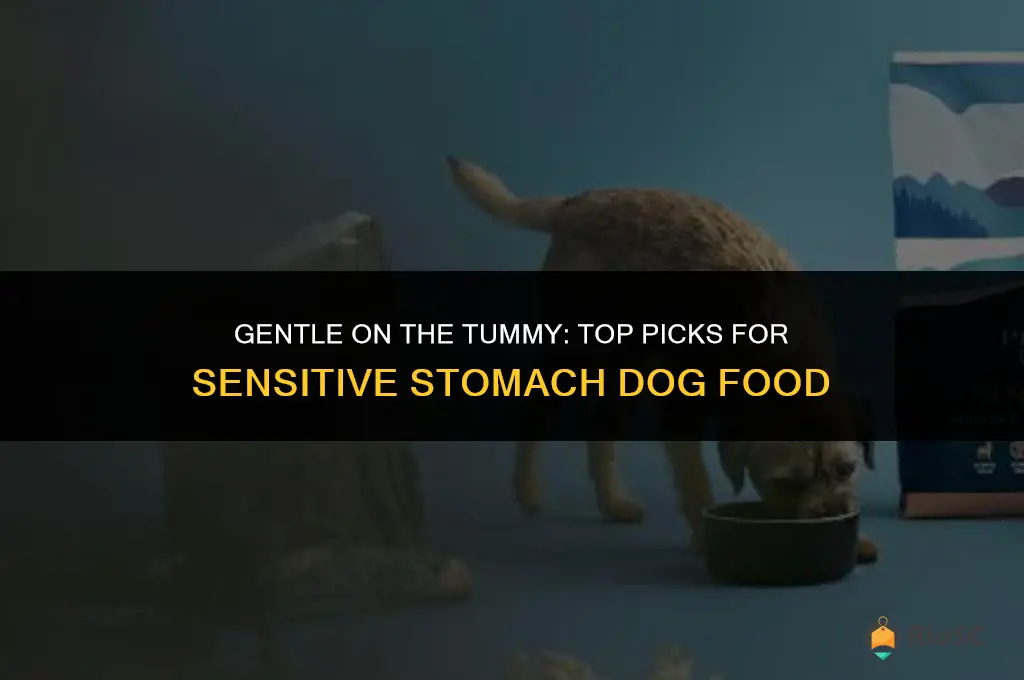 what is the best sensitive stomach dog food