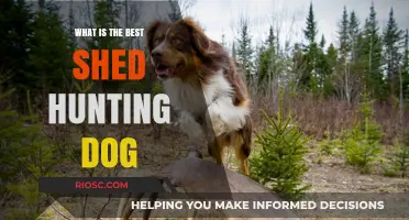 Top Traits to Look for in the Ultimate Shed Hunting Dog: Finding Your Perfect Companion