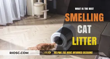 Purr-fect Scents: Discovering the Best Smelling Cat Litter for a Fresh and Happy Home