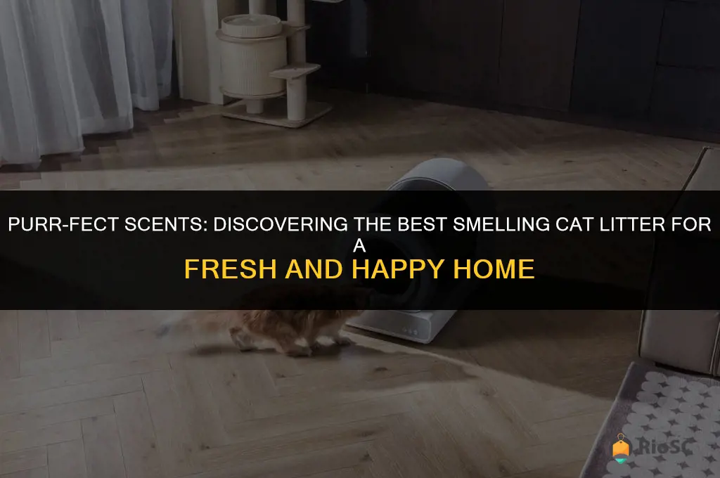 what is the best smelling cat litter