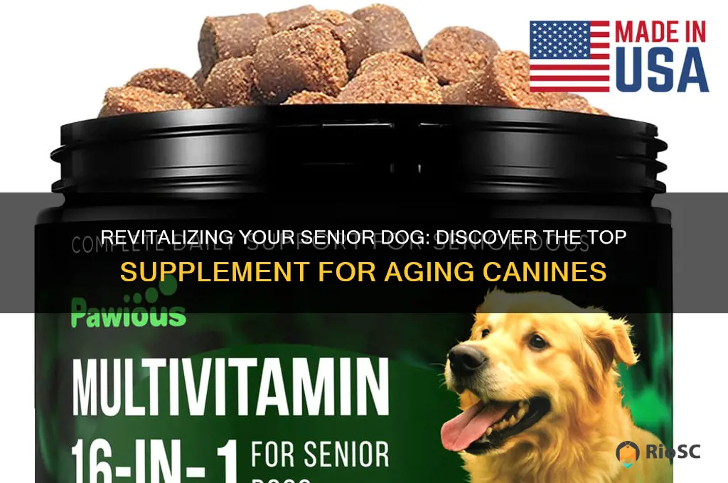 what is the best supplement for an aging dog