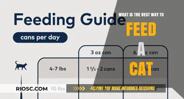 Optimal Feline Nutrition: A Comprehensive Guide to Feeding Your Cat