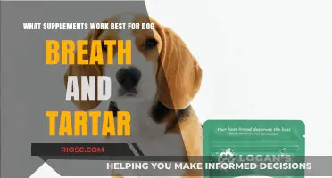Freshen Your Dog's Breath and Fight Tartar: Top Supplements for Canine Oral Health