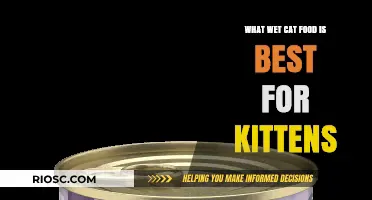 Purr-fect Nutrition: Top Wet Cat Food Picks for Your Playful Kitten