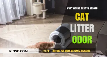Effective Solutions to Eliminate Cat Litter Odor: What Works Best for a Fresh-Smelling Home