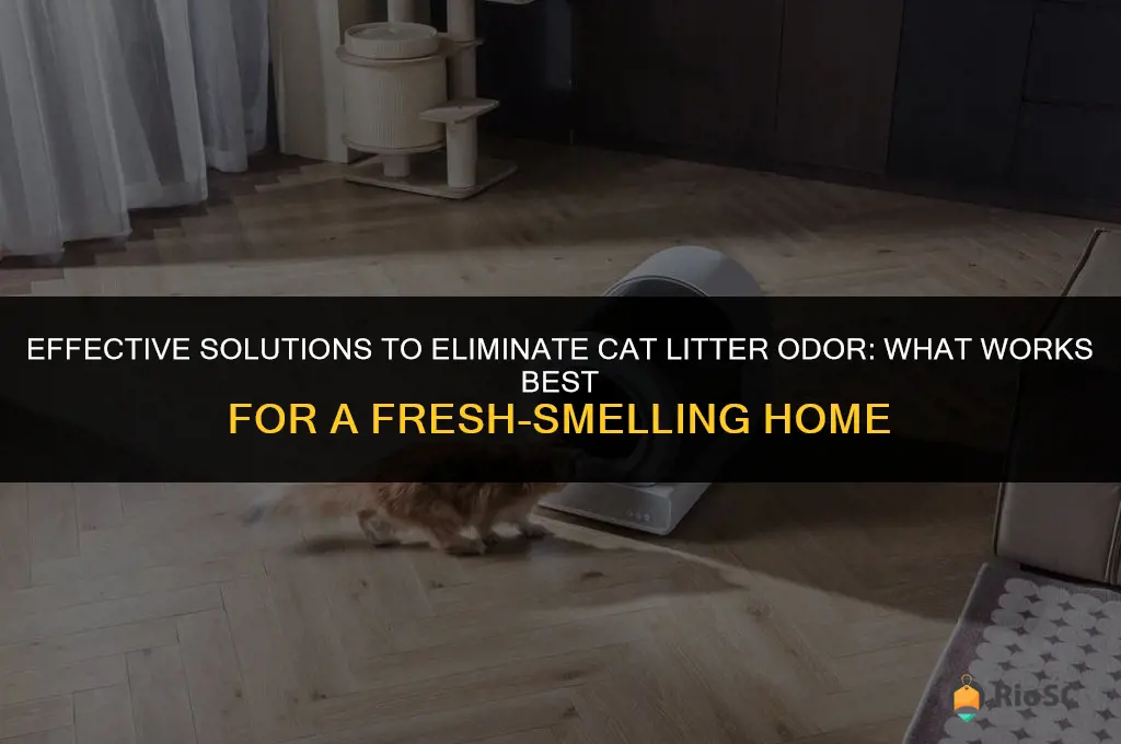 what works best to absorb cat litter odor