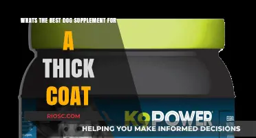 Top Dog Supplements for a Thick, Shiny Coat: Expert Recommendations