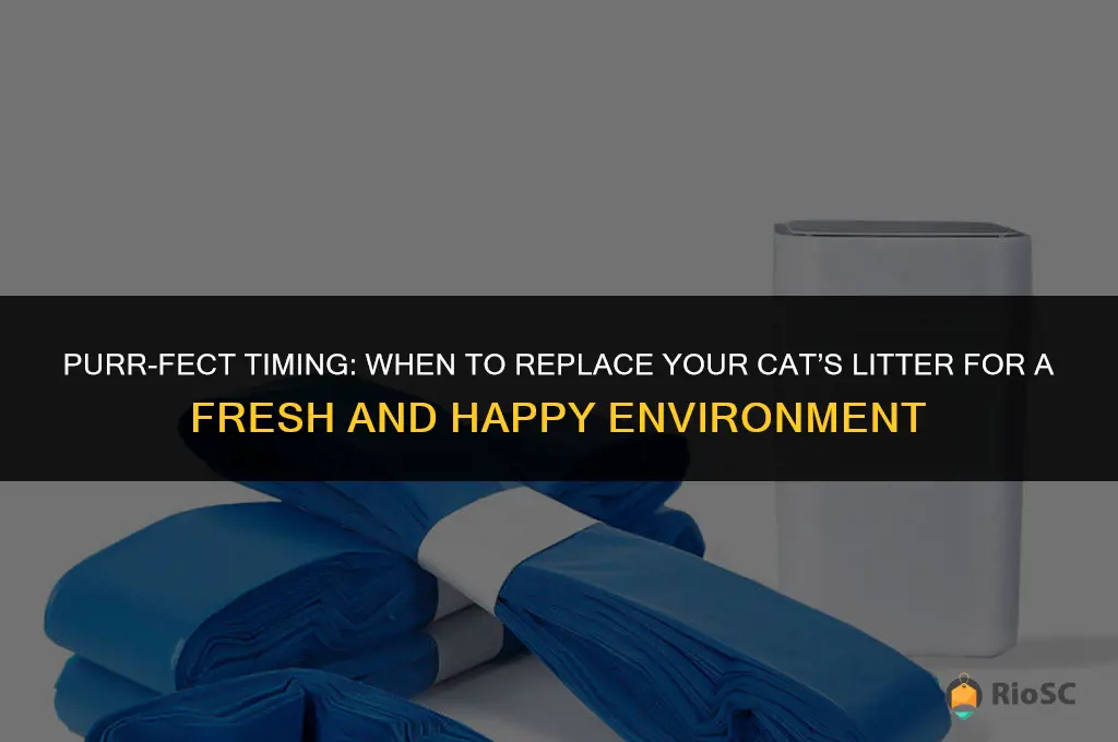 when is the best time to replace cat litter