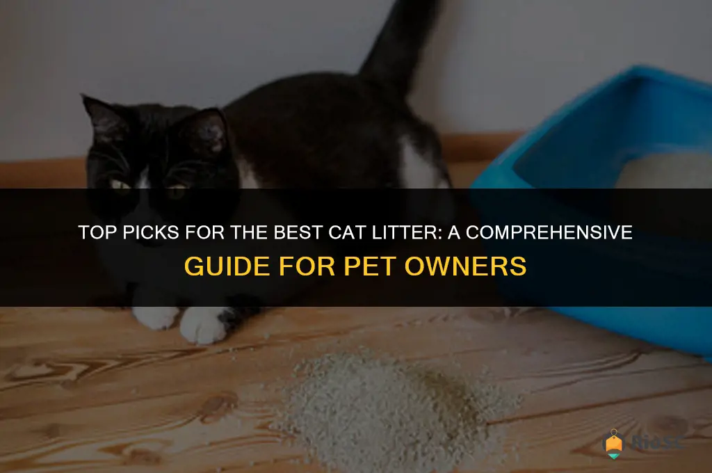 which cat litter is the best pet circlepet circle which-cat-litter-is-the-best