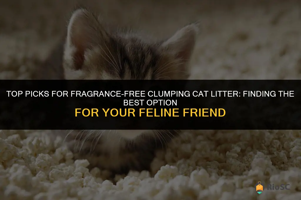 which is the best fragrance free clumping cat litter