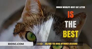 Purr-fect Choice: Uncovering the World's Best Cat Litter for Your Feline Friend