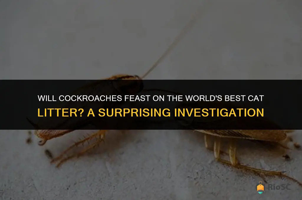 will cockroach eat worlds best cat litter
