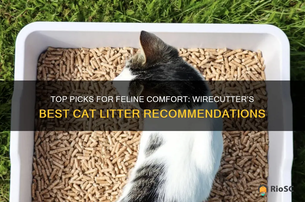 wirecutter best cat litter