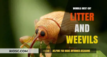 Top Cat Litter Brands to Keep Weevils at Bay: A Comprehensive Guide