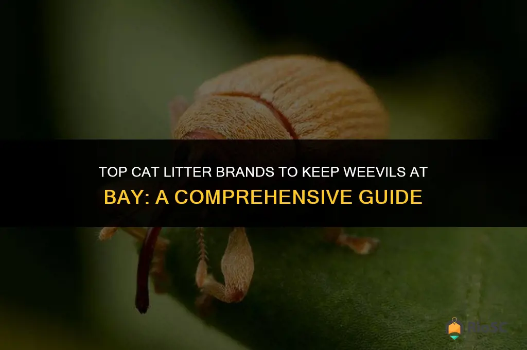 wordls best cat litter and weevils