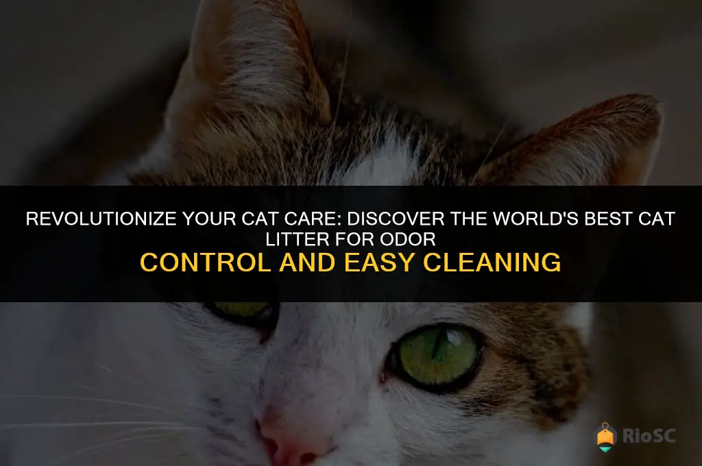 wordls best cat litter