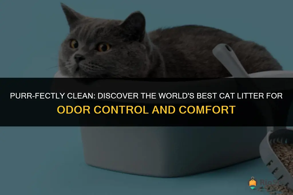 workd best cat litter