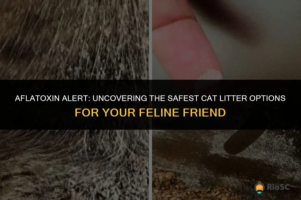 world best cat litter aflatoxin