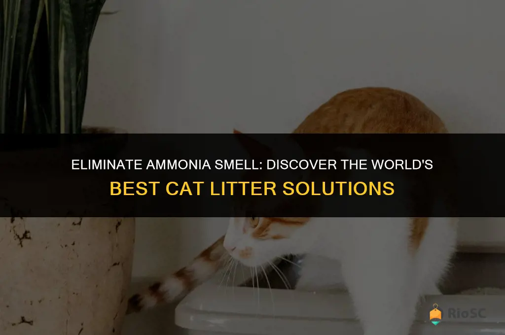 world best cat litter ammonia smell