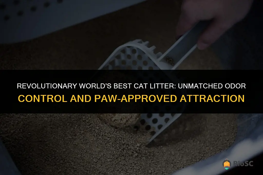 world best cat litter attraction