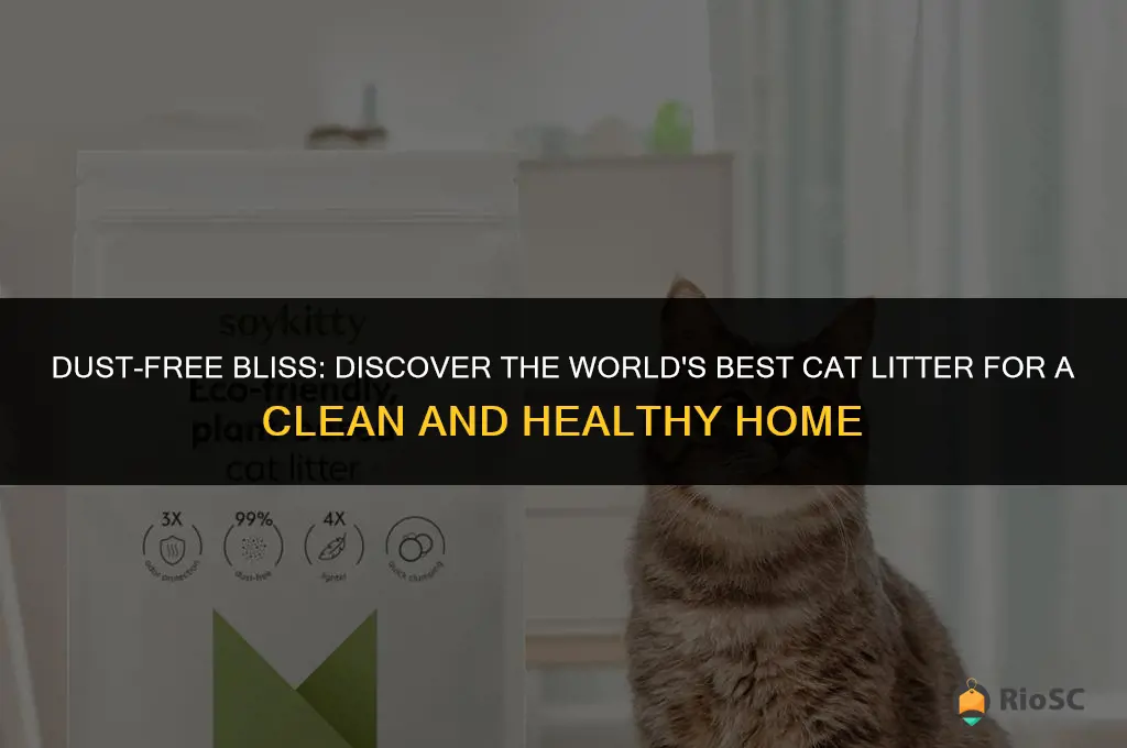 world best cat litter dust free