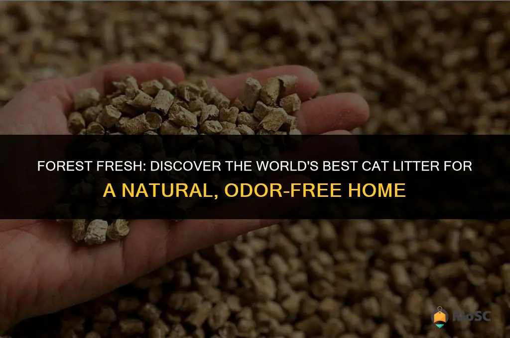 world best cat litter forest