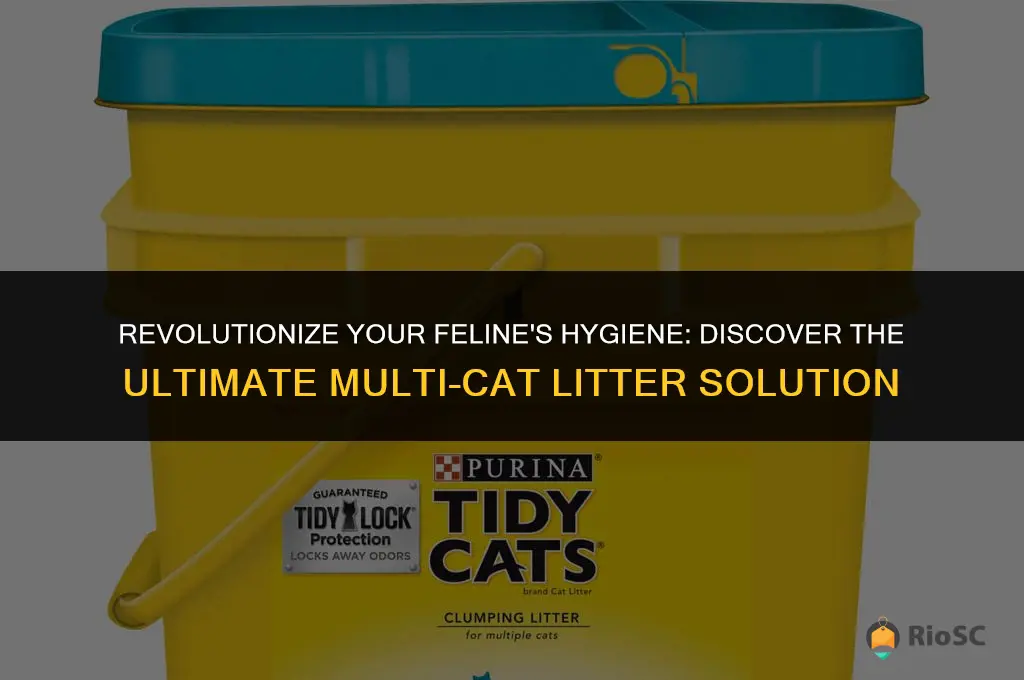 world best multiple cat litter