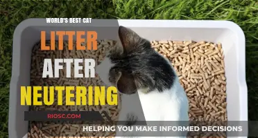 Purr-fectly Clean: Top Cat Litter Picks Post-Neutering for Your Feline Friend