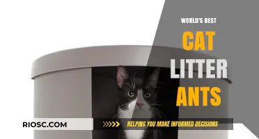 Revolutionary Cat Litter Solution: The Ant-Proof Choice for Feline Friends