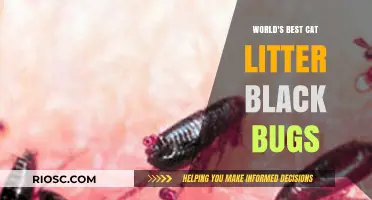 Unveiling the Mystery: Black Bugs in the World's Best Cat Litter