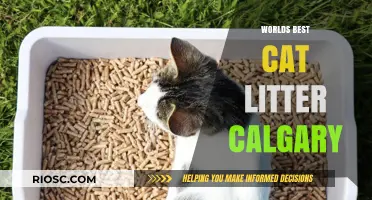 Top-Rated Cat Litter in Calgary: A Comprehensive Guide for Pet Owners