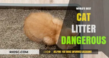 Revealed: The Hidden Dangers of the World's Top-Rated Cat Litter