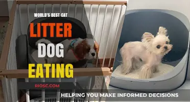 Purr-fectly Safe: The Ultimate Guide to Cat Litter That Won't Harm Your Curious Canine Companion