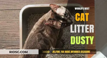 Unveiling the Top Choice: Why 'Dusty' Reigns as the World's Best Cat Litter