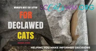 Top-Rated Cat Litter Solutions for Declawed Felines: Comfort and Care in Every Granule