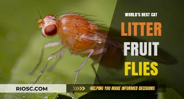 Revolutionary Cat Litter Solution: Fruit Flies Take the Spotlight as the World's Best Kept Secret