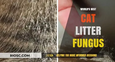 Revolutionary Cat Litter Fungus: The Ultimate Solution for Feline Hygiene