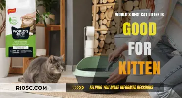 Purr-fectly Safe: Why the World's Best Cat Litter is a Game-Changer for Your Kitten