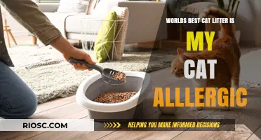 Discovering the Purr-fect Cat Litter: A Guide for Allergy-Prone Felines