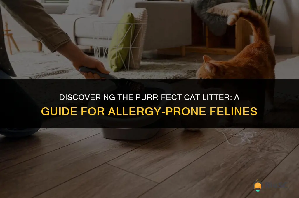 worlds best cat litter is my cat alllergic