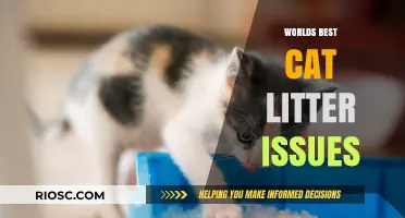 Top-Rated Cat Litter Problems: What You Need to Know