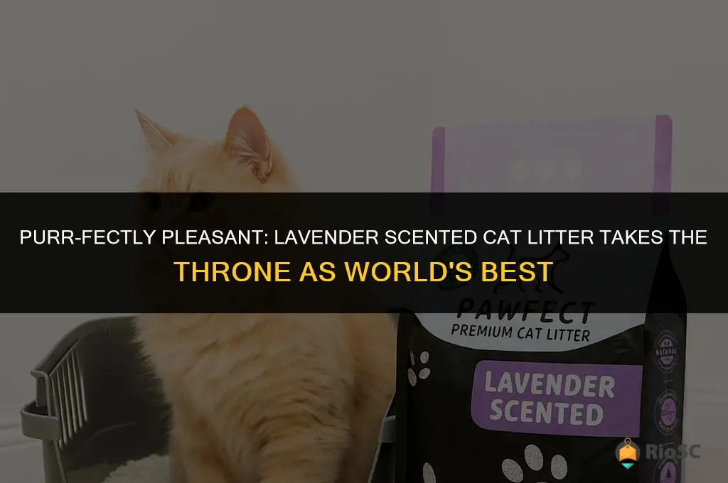 worlds best cat litter lavander scent