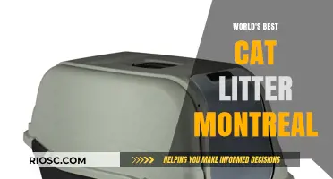 Purr-fectly Clean: Montreal's Top Choice for Cat Litter