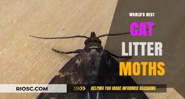 Purr-fectly Clean: Unveiling the World's Best Cat Litter Moths