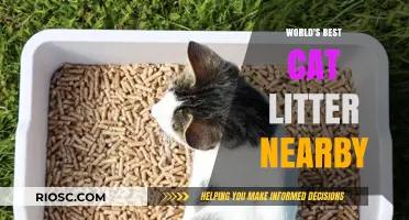 Purr-fectly Clean: Discover the World's Best Cat Litter Near You!